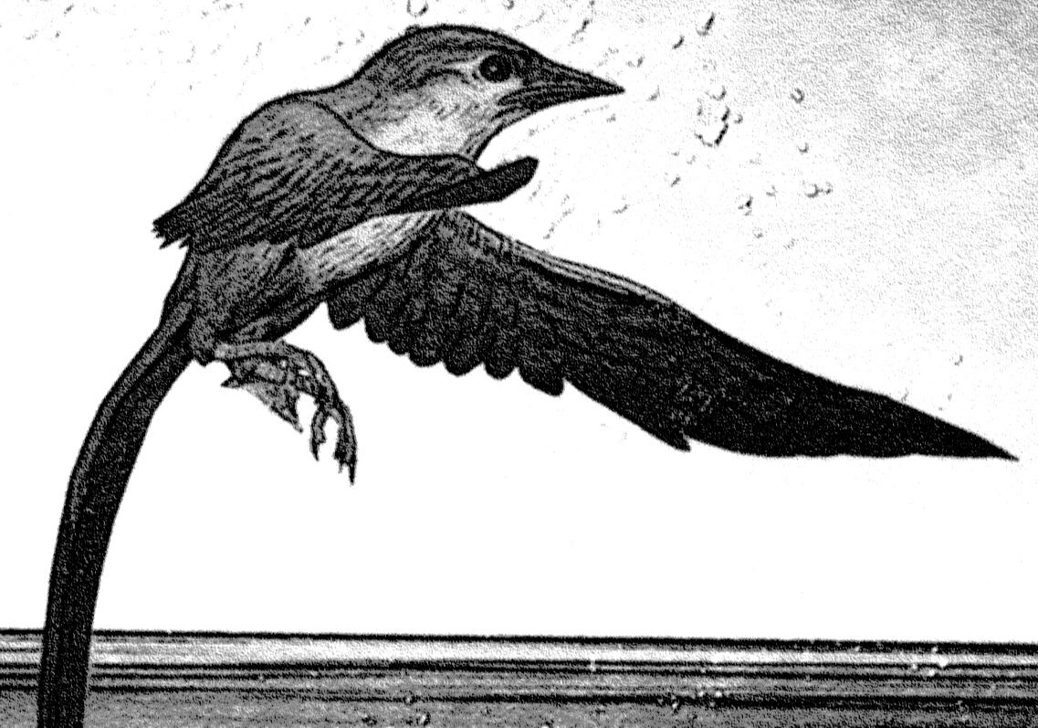 Bird in Flight